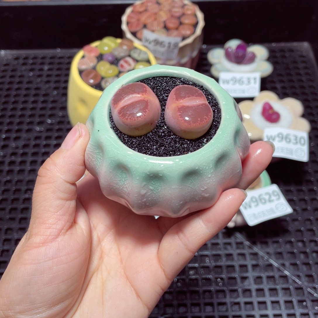 w9632 带盆土发货-零下地区拍保温箱