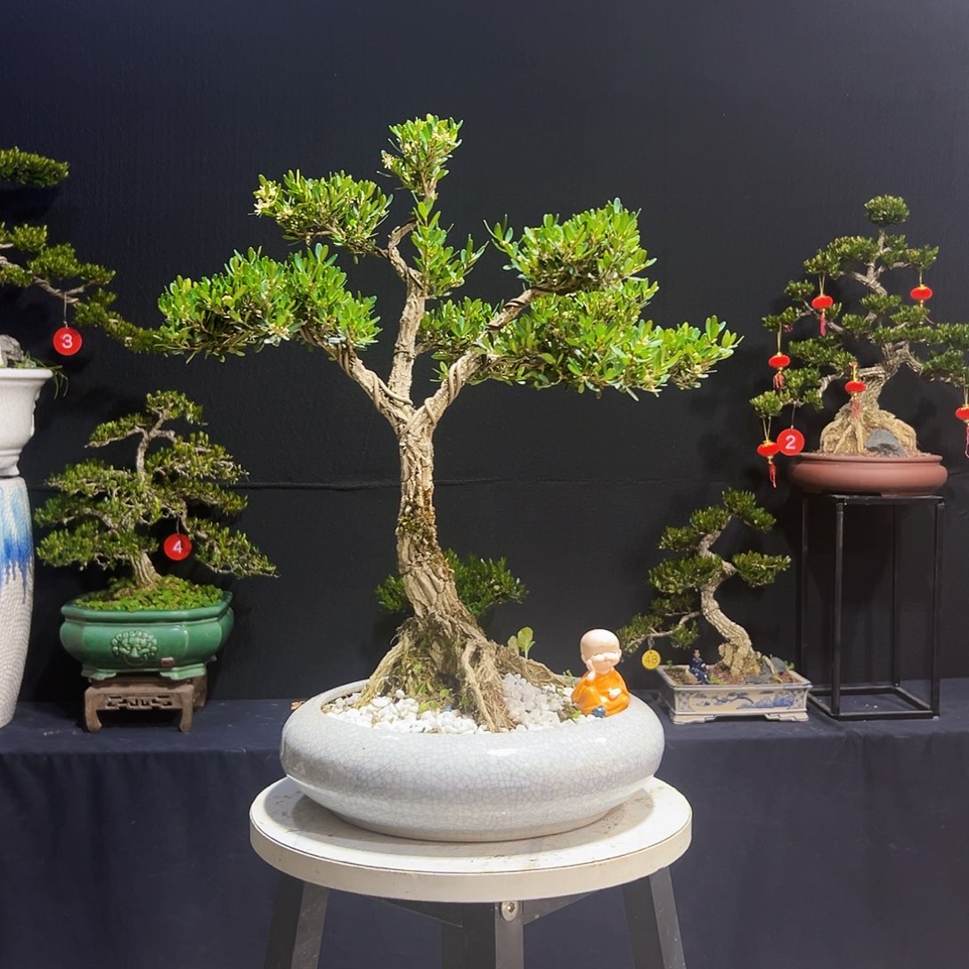 广东黄杨木盆景广东黄杨木盆景