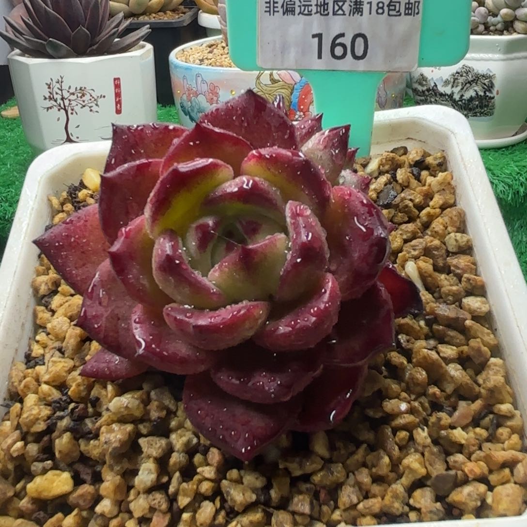 唐二姐多肉编号160