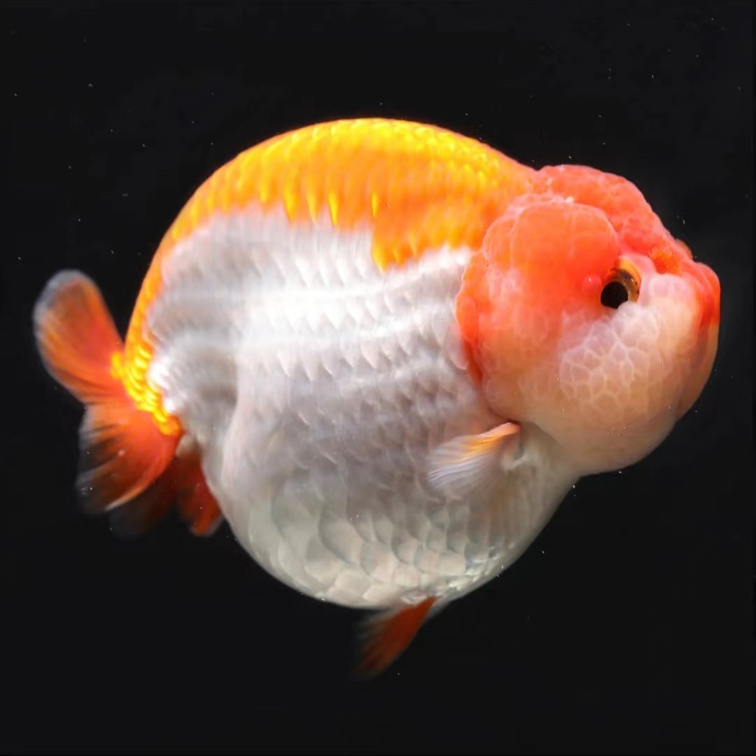 福州小尾红白花兰寿