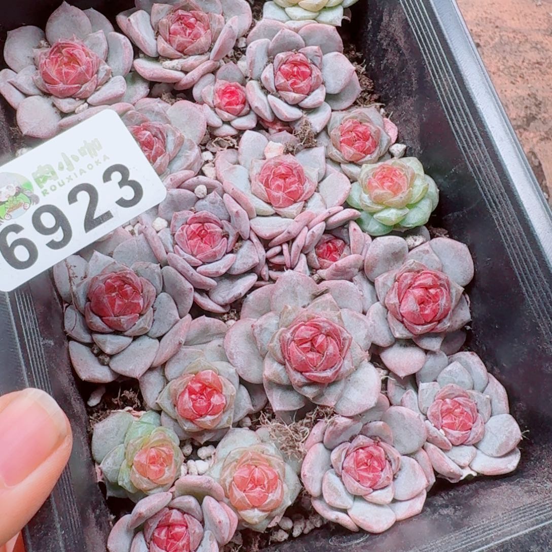 可***可多肉植物多肉植物