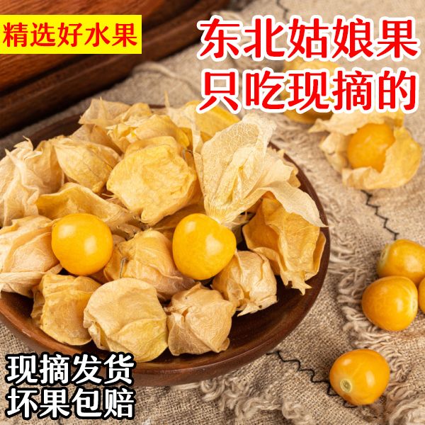 姑娘果超甜黄姑娘水果菇娘果新鲜应季水果东北特产灯笼果