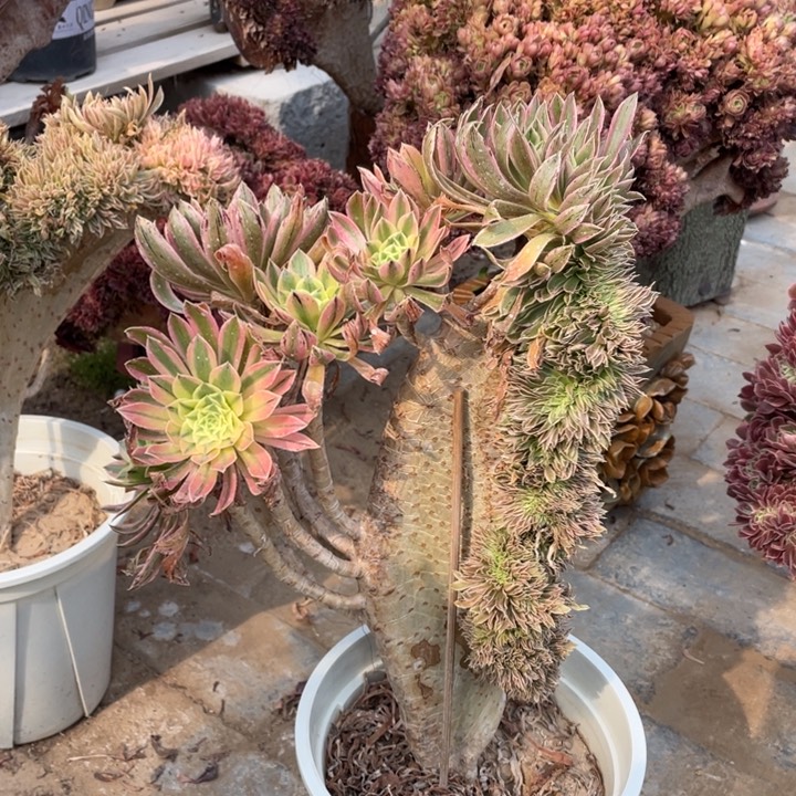 法师老桩缀化夕颜