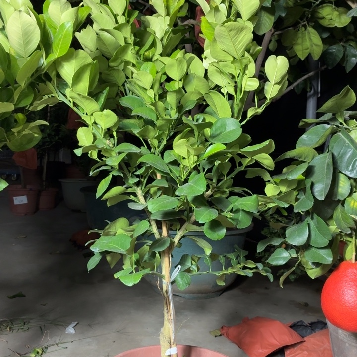 D***Y完全开放一物一拍