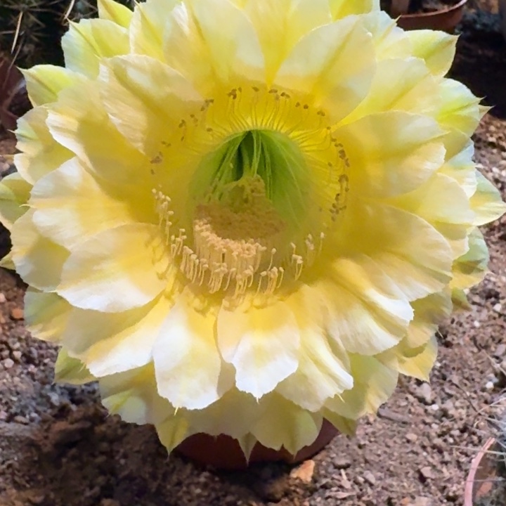 用***15711 实生彩草 原盆土