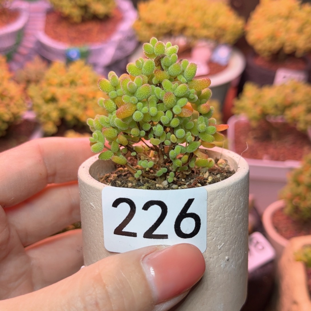 226金橘可爱多肉植物