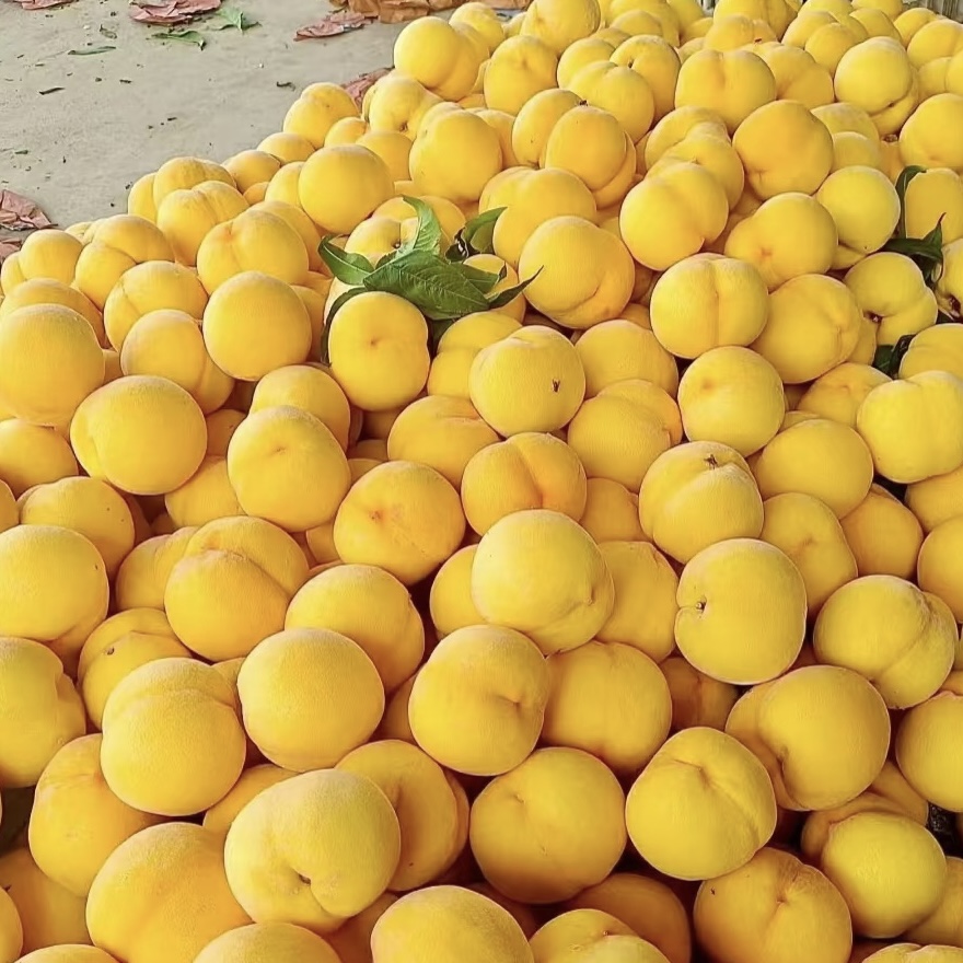 【坏果包赔】正宗山东蒙阴黄桃应季新鲜水果甜美脆软两吃黄毛桃