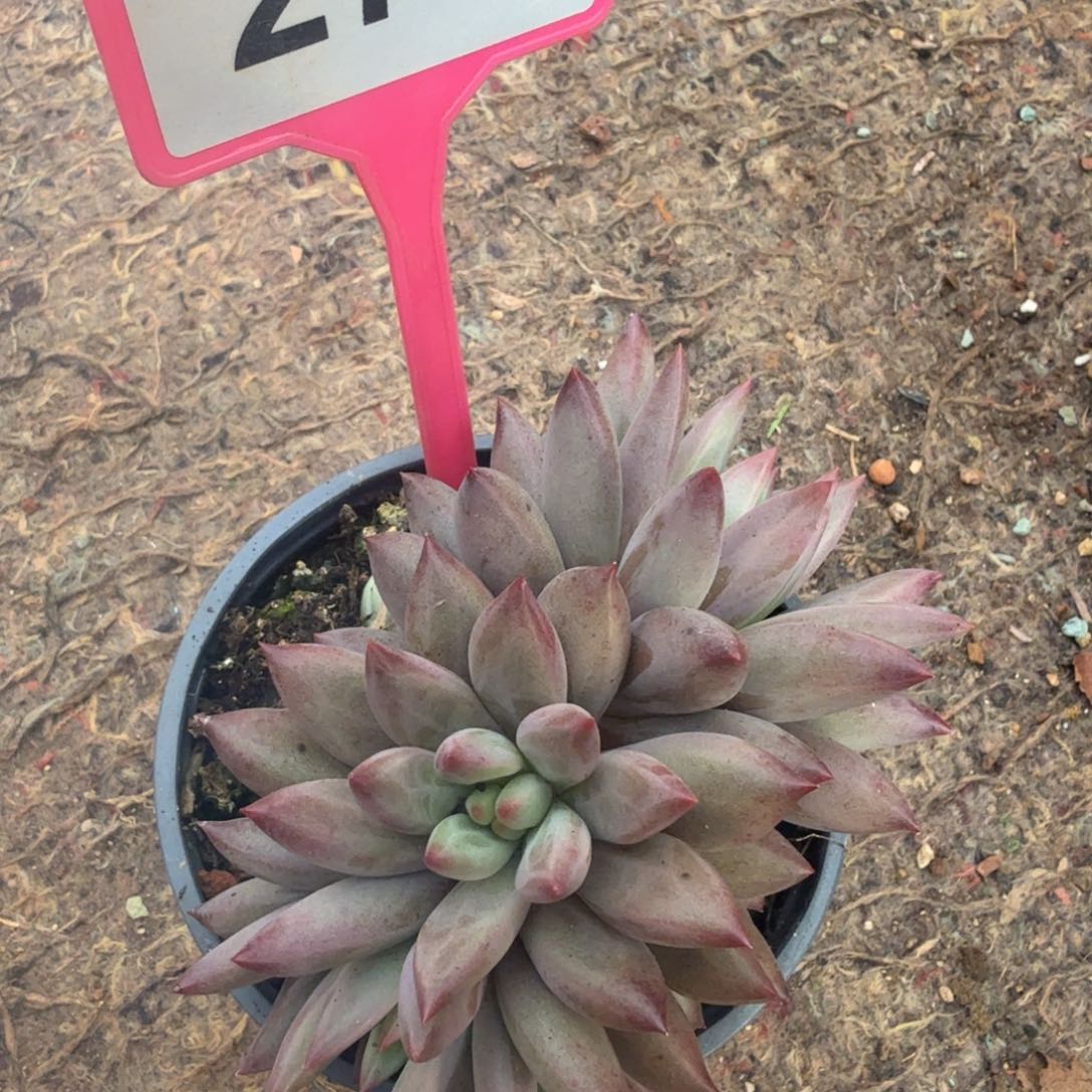 多肉植物群生虞美人270
