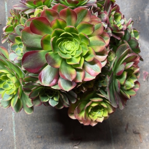 多肉植物奶白锦。