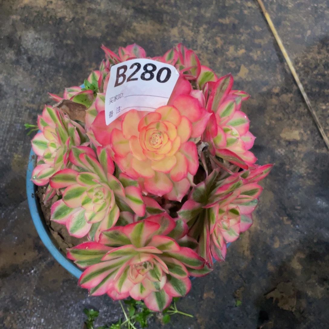 280倾城1111多肉111