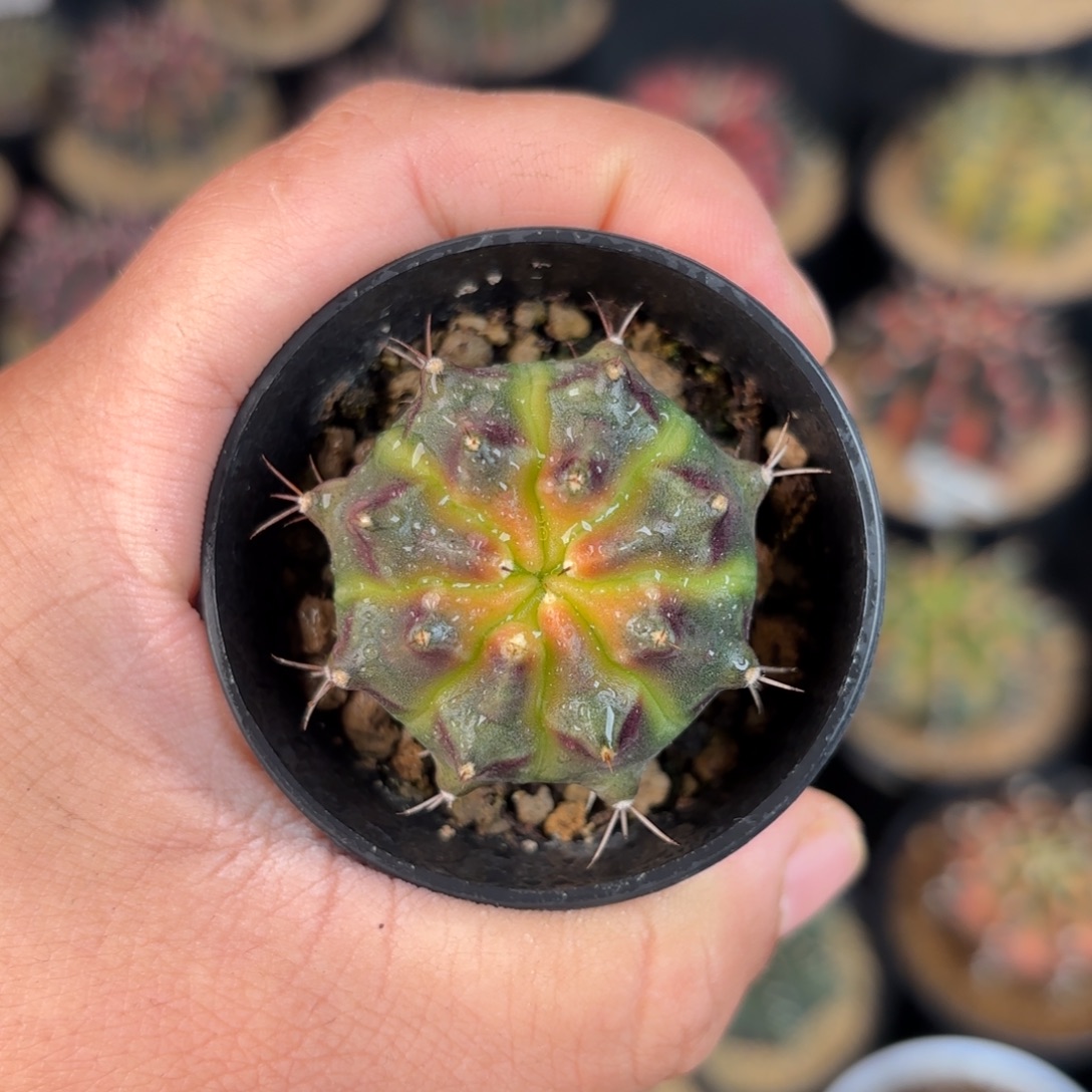 小***子泰系米哈仙人球系列