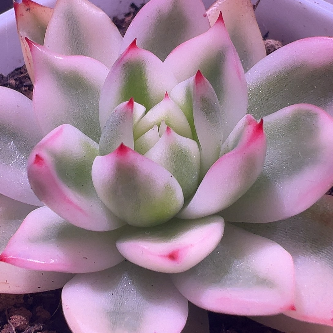 青鹿锦多肉植物饭