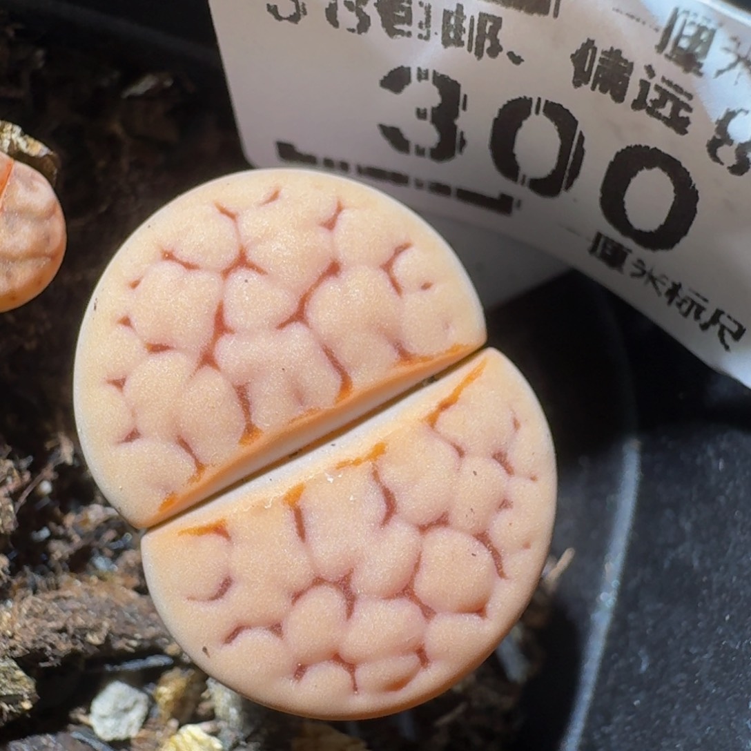 Zzzz精品生石花300