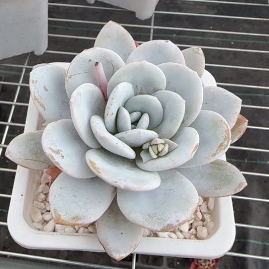 263雪莲一物一拍多肉