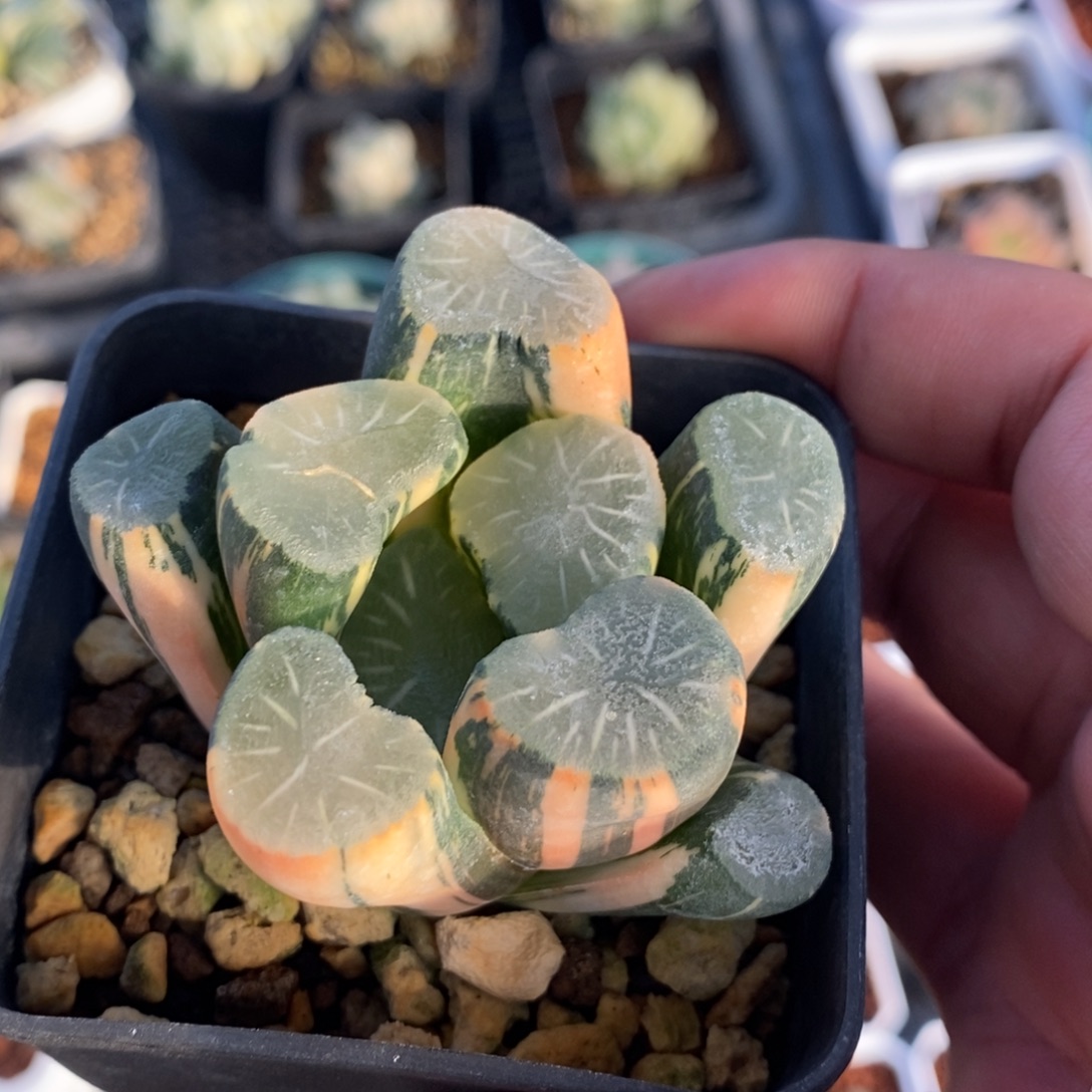一颗实生白瓷X飞鸟万象锦 