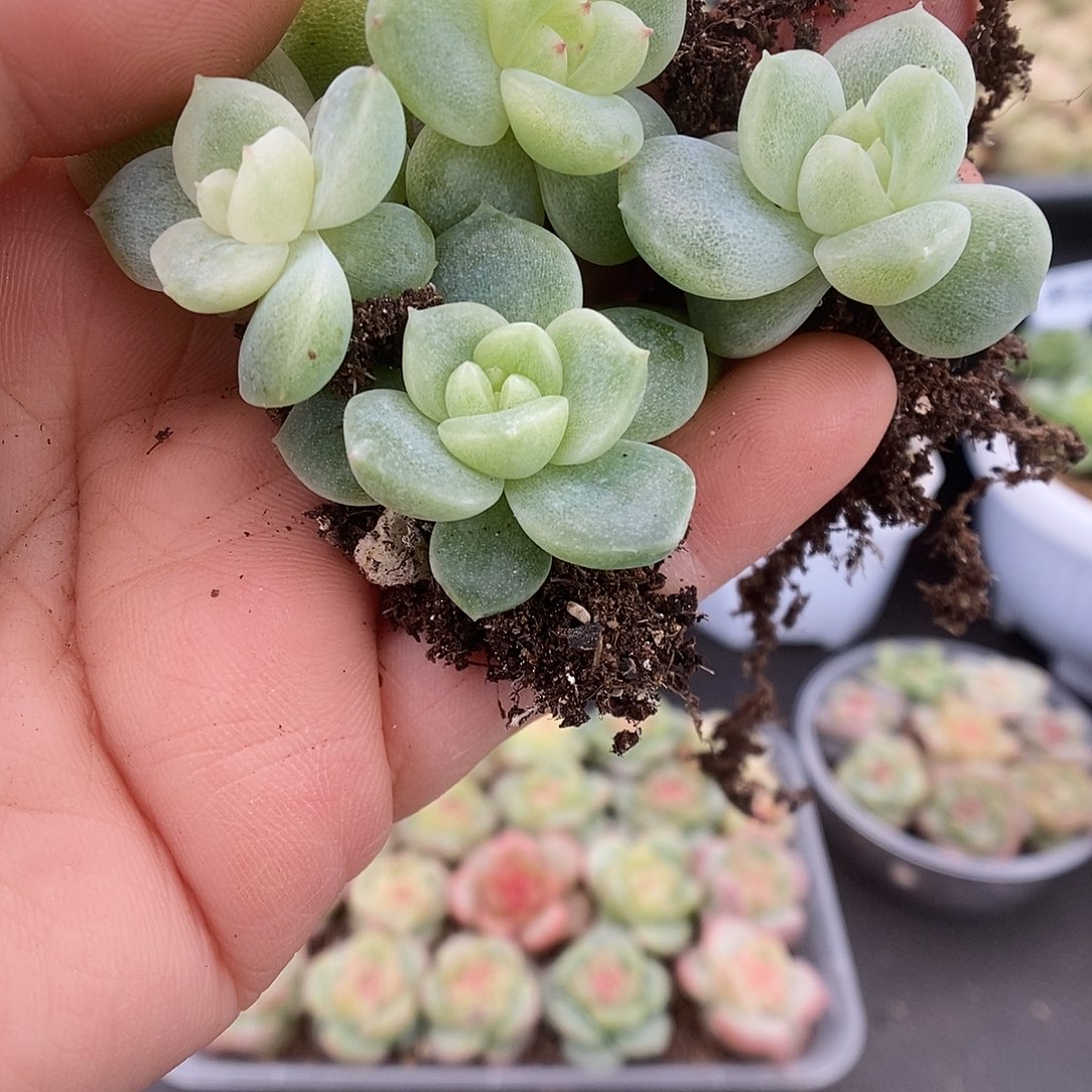一物一拍一物一拍911-228