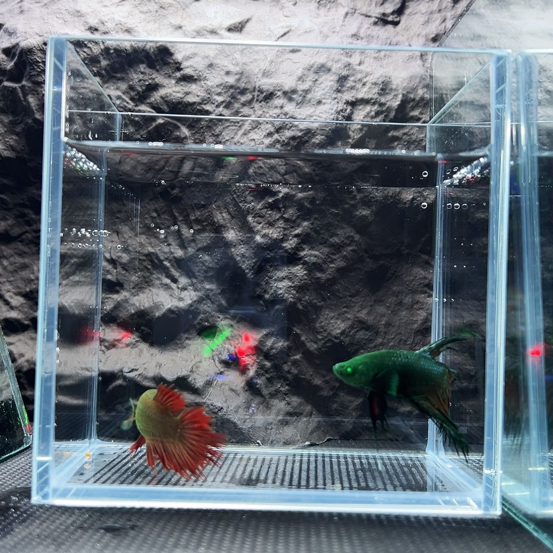 斗鱼精品精品精品精品精品