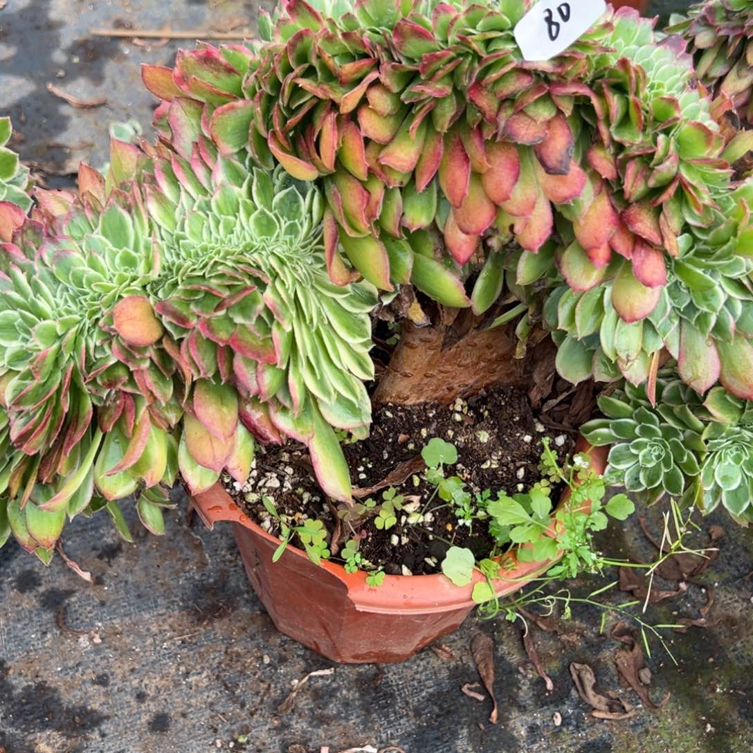 江***姐80玉姿缀多肉嘻嘻嘻