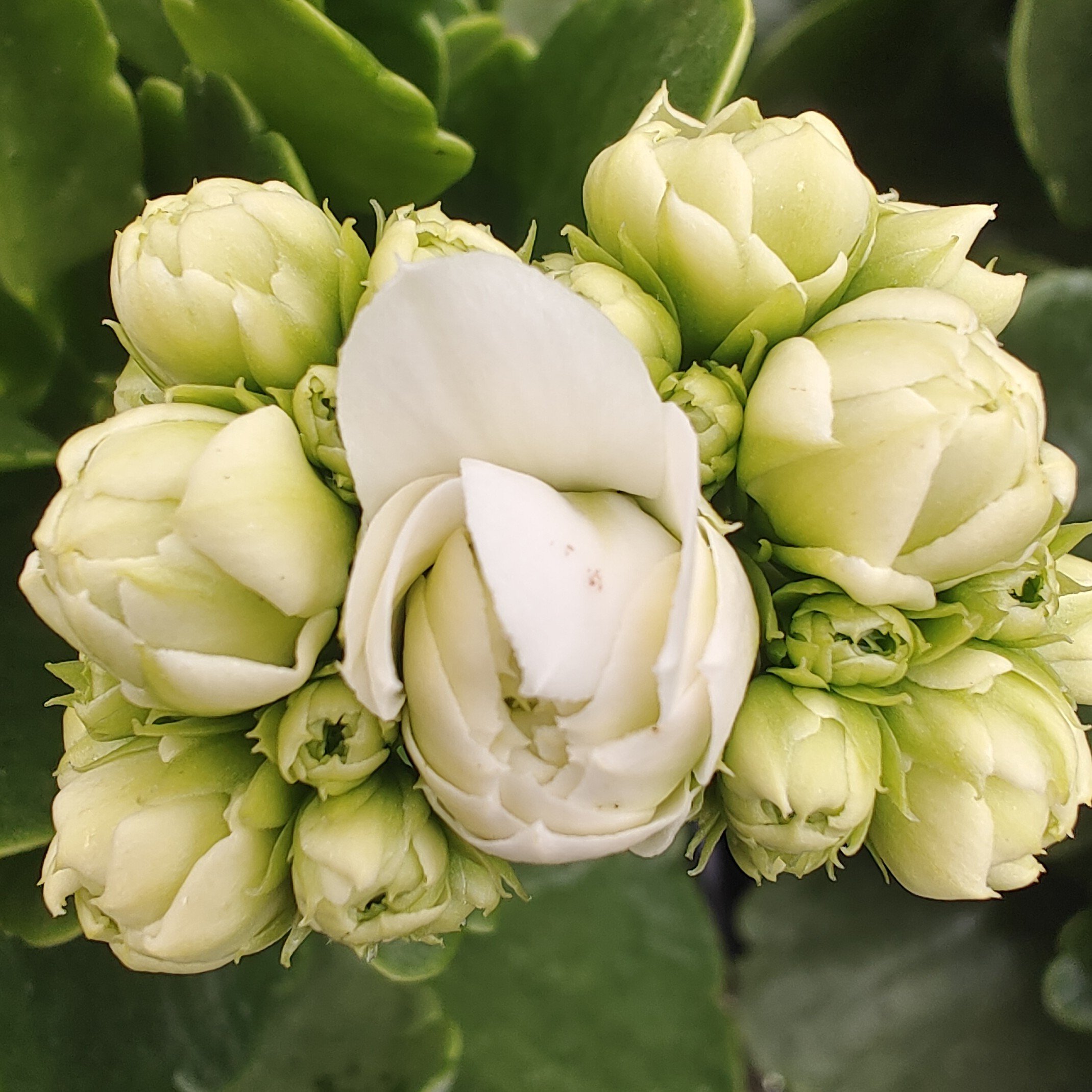 （测试181）新品种重瓣大花130盆长寿花