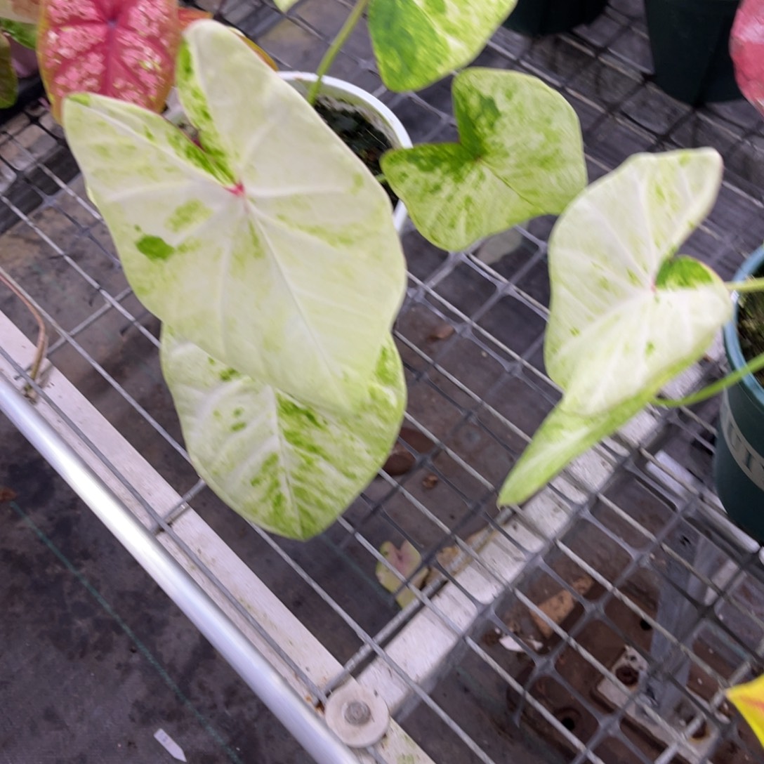 静***无花朵            145泰彩不包售后