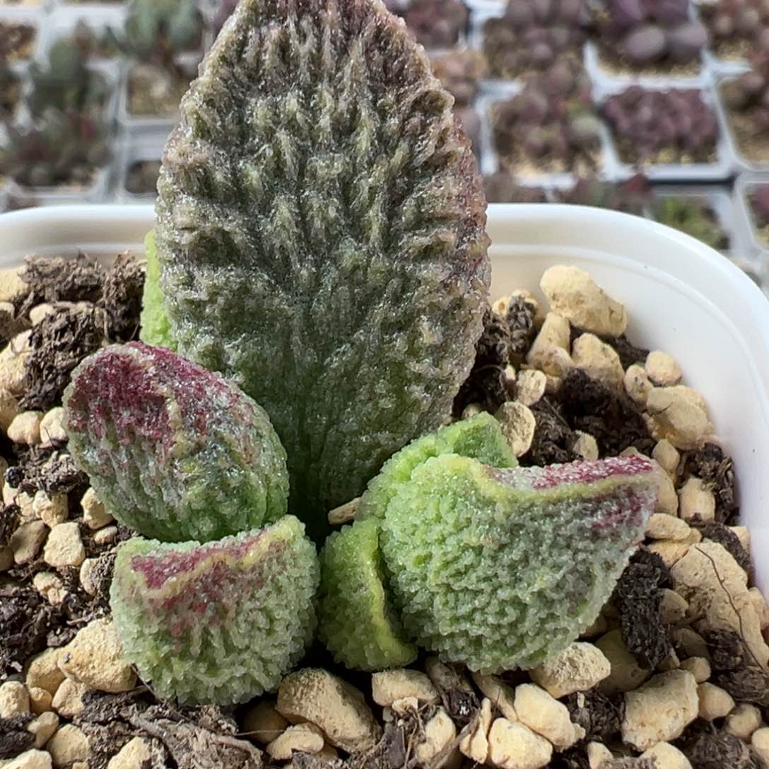 实生底叶苗纹路款多肉植物水泡大型种