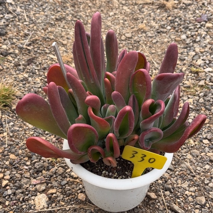 火狐狸多肉植物3 3 0