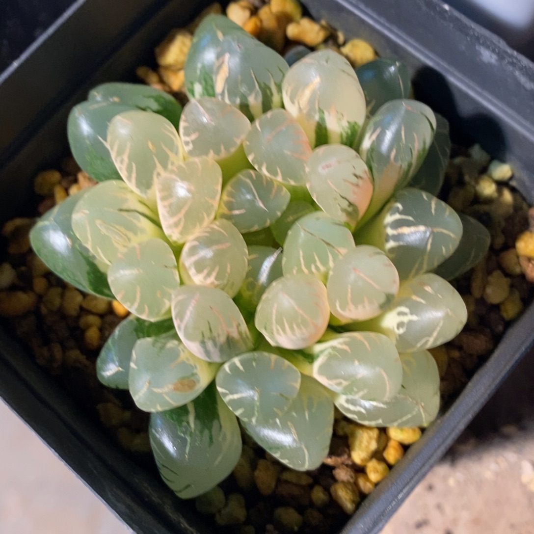 一颗实生糊斑玉露锦 特价