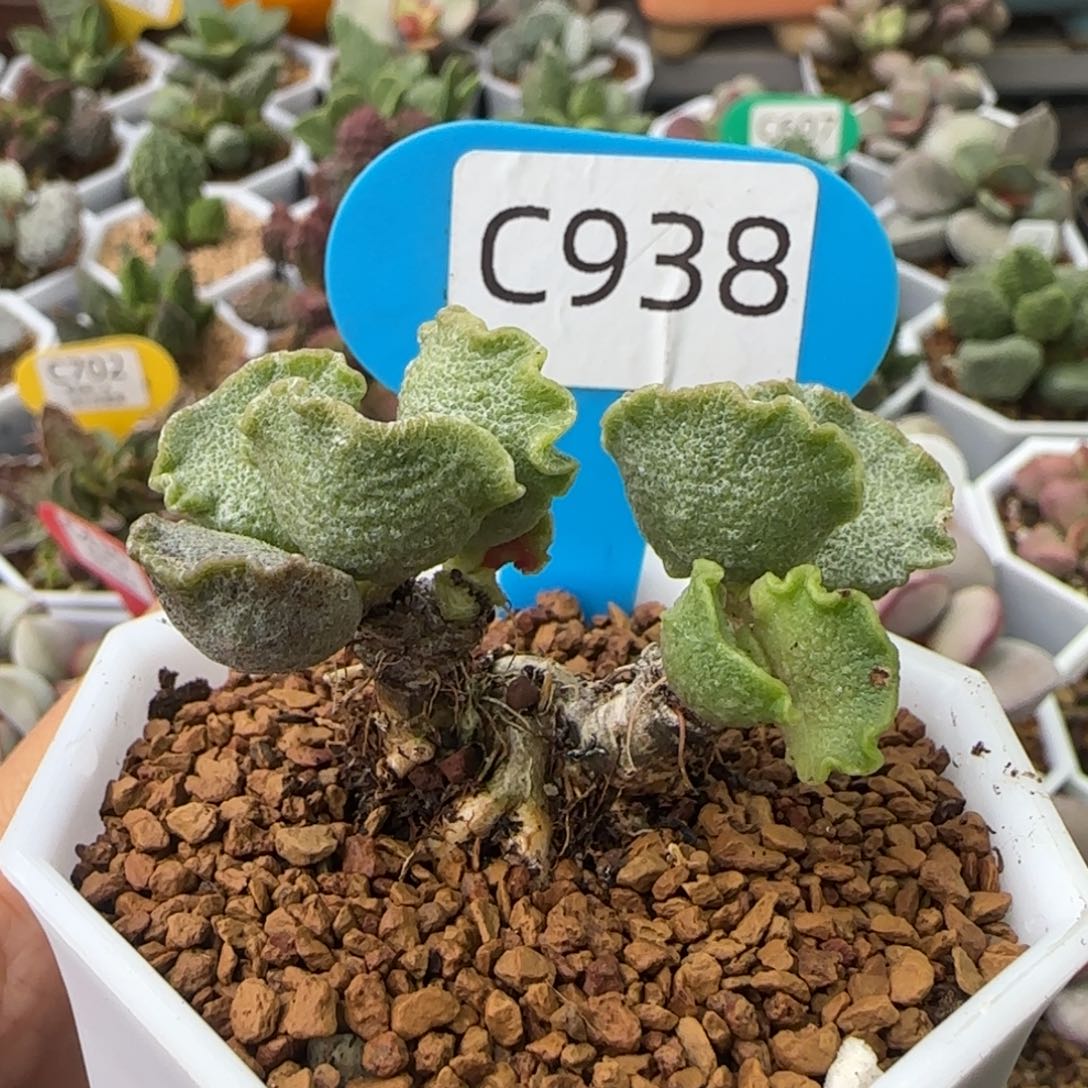 6***6福利多肉。   938。    