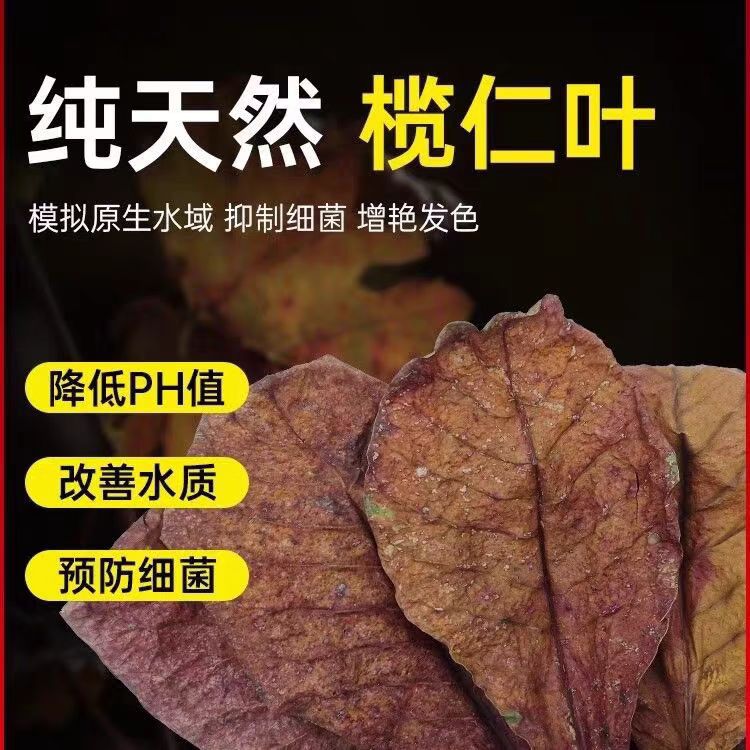 榄仁叶增艳泰国斗鱼小型热带鱼乌龟虾降酸使用天然原生的懒人叶