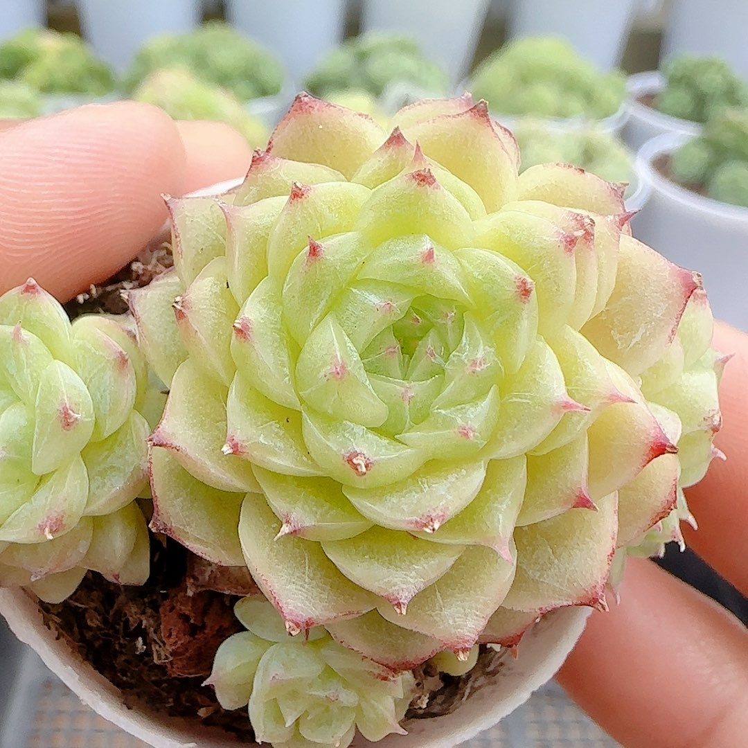 【闪购商品】0824-29（小魔仙