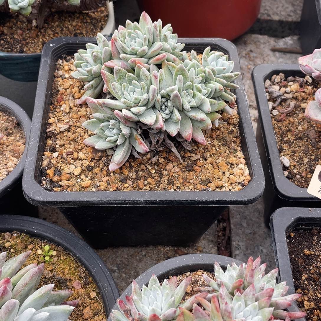 晨溪园艺仙女杯呀