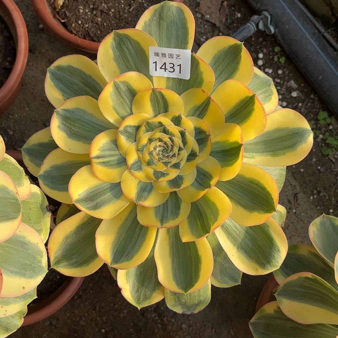 多肉法师王菲君美丽1431