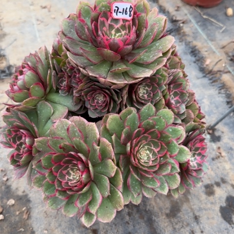 17-168粉花妖多肉植物