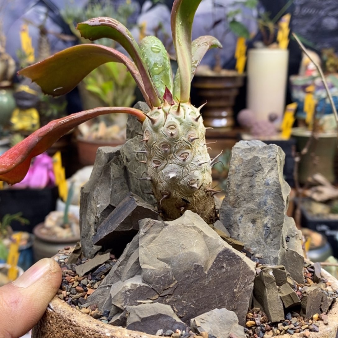 初****单刺麒麟带盆一物一拍