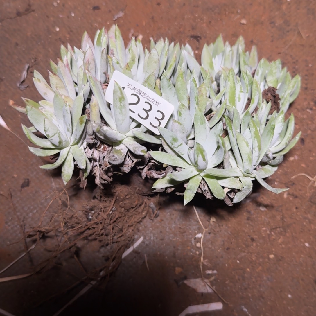 阿金尼仙女杯多肉福利