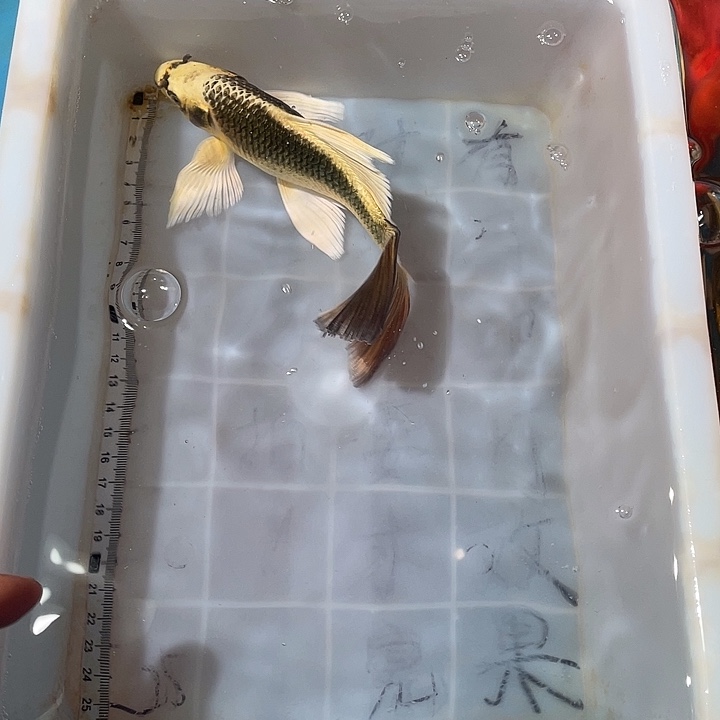 蝴蝶鲤鱼渔场直发175