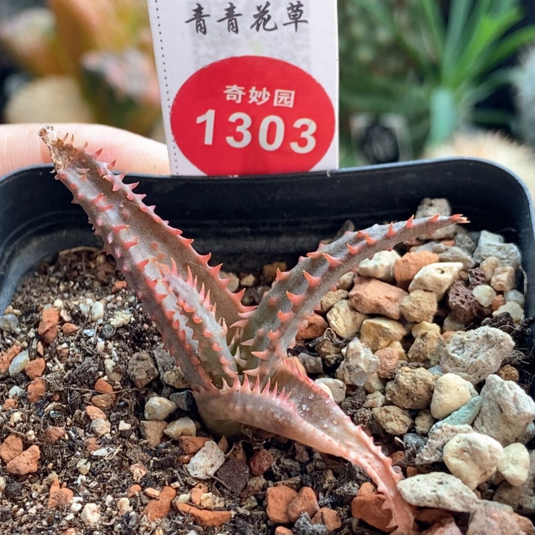 彩芦荟一棵仙人球