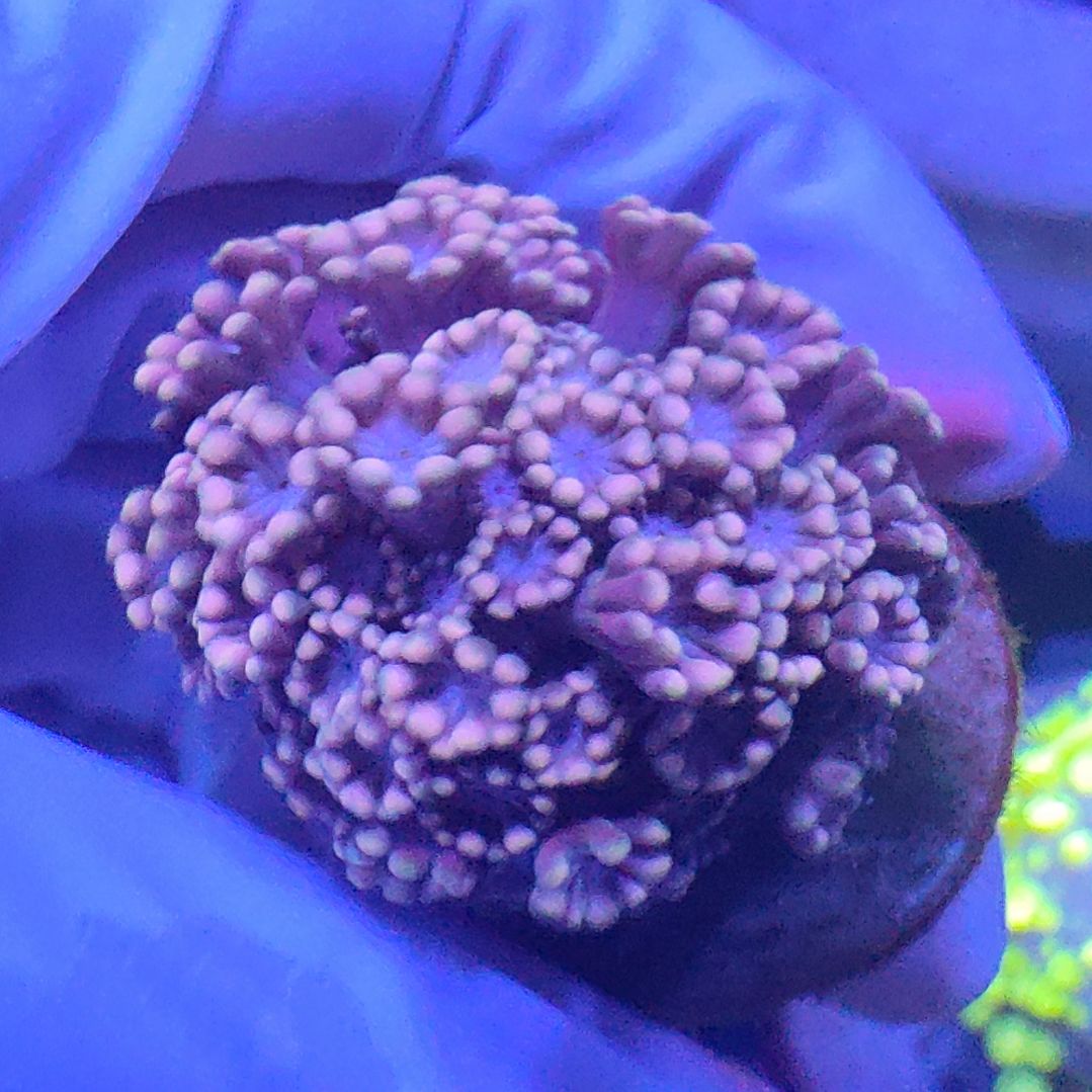 智海珊瑚不支持退货不包邮接受下单