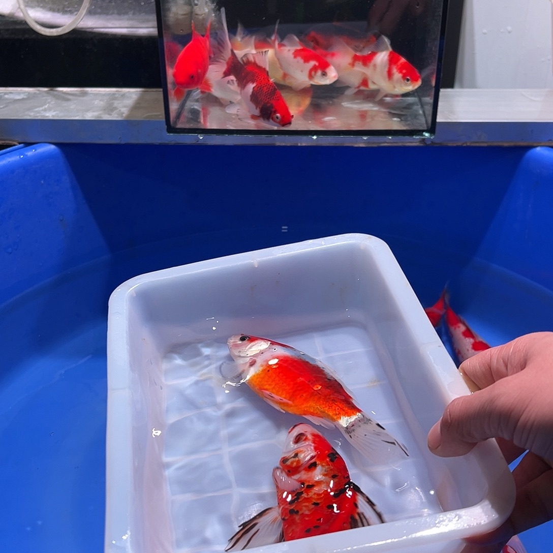 人***初海水鱼观赏鱼福利多多啊