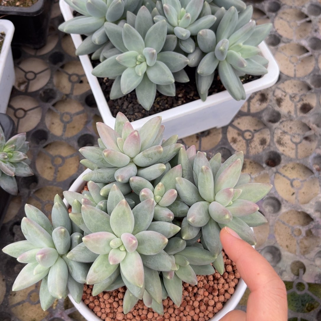 顺***当戴梦得多肉植物发货