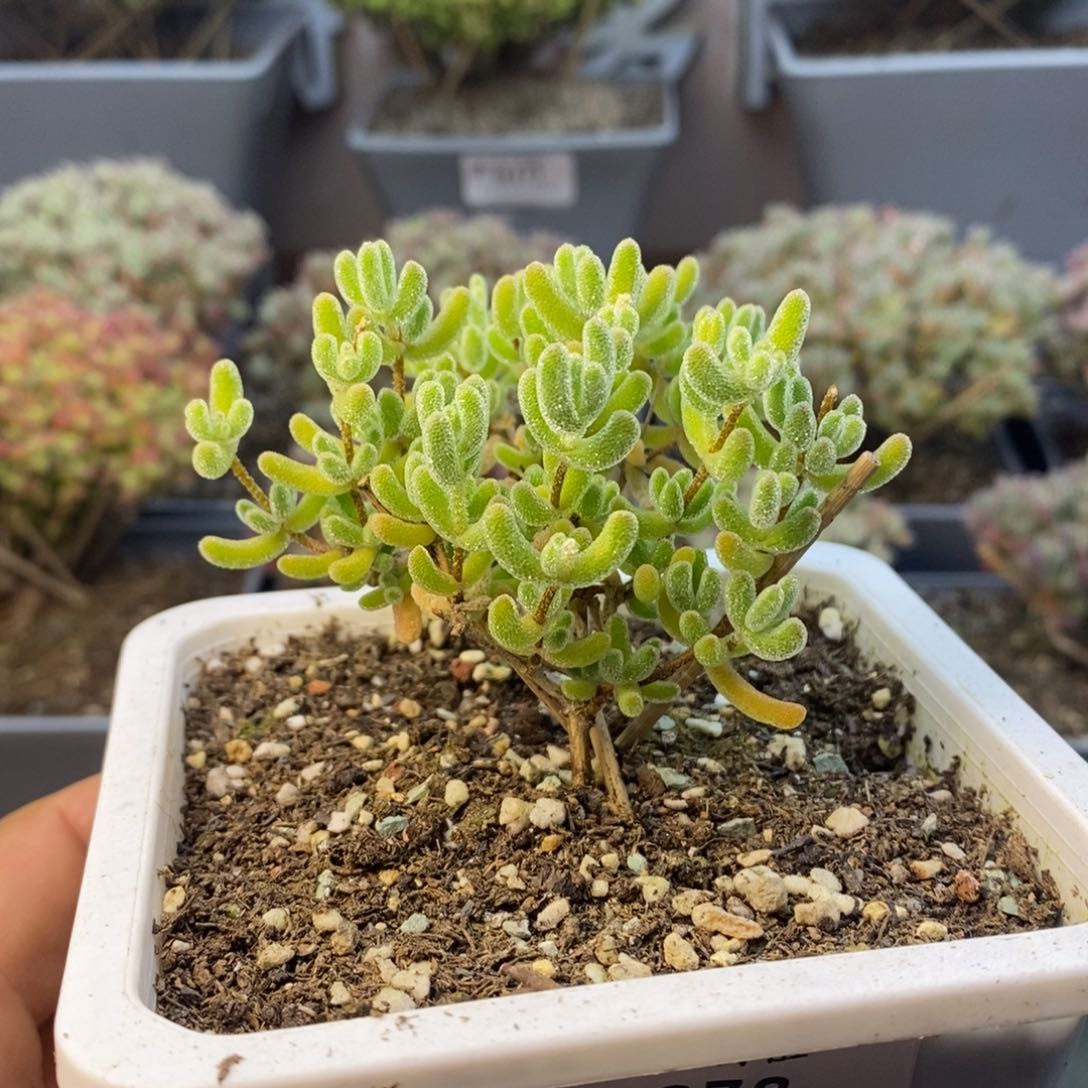 378冰橙枝干番杏