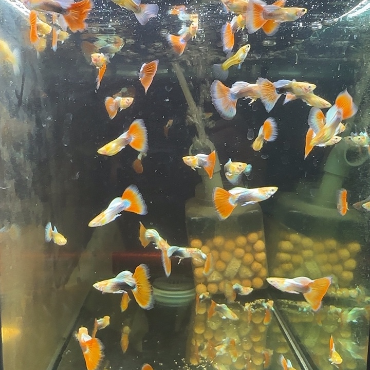 孔雀鱼火烧云两对