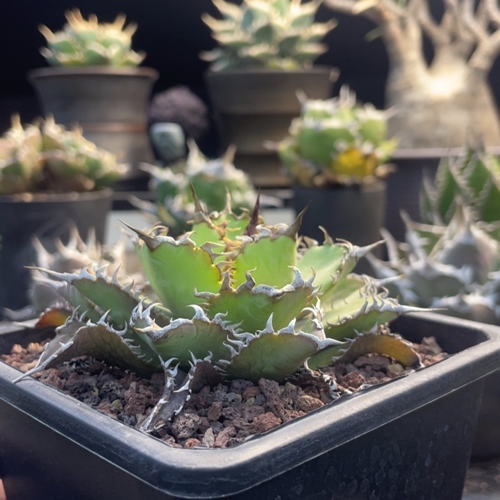 【闪购商品】蕾絲。