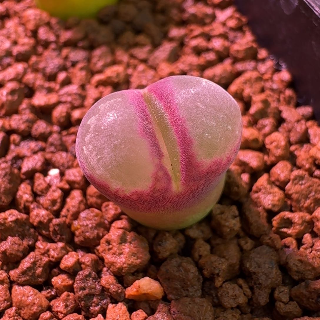 云缦精品番杏24.32厚唇粉女