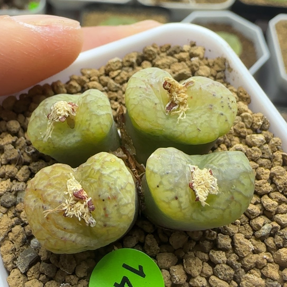 杂交漂亮多肉植物145