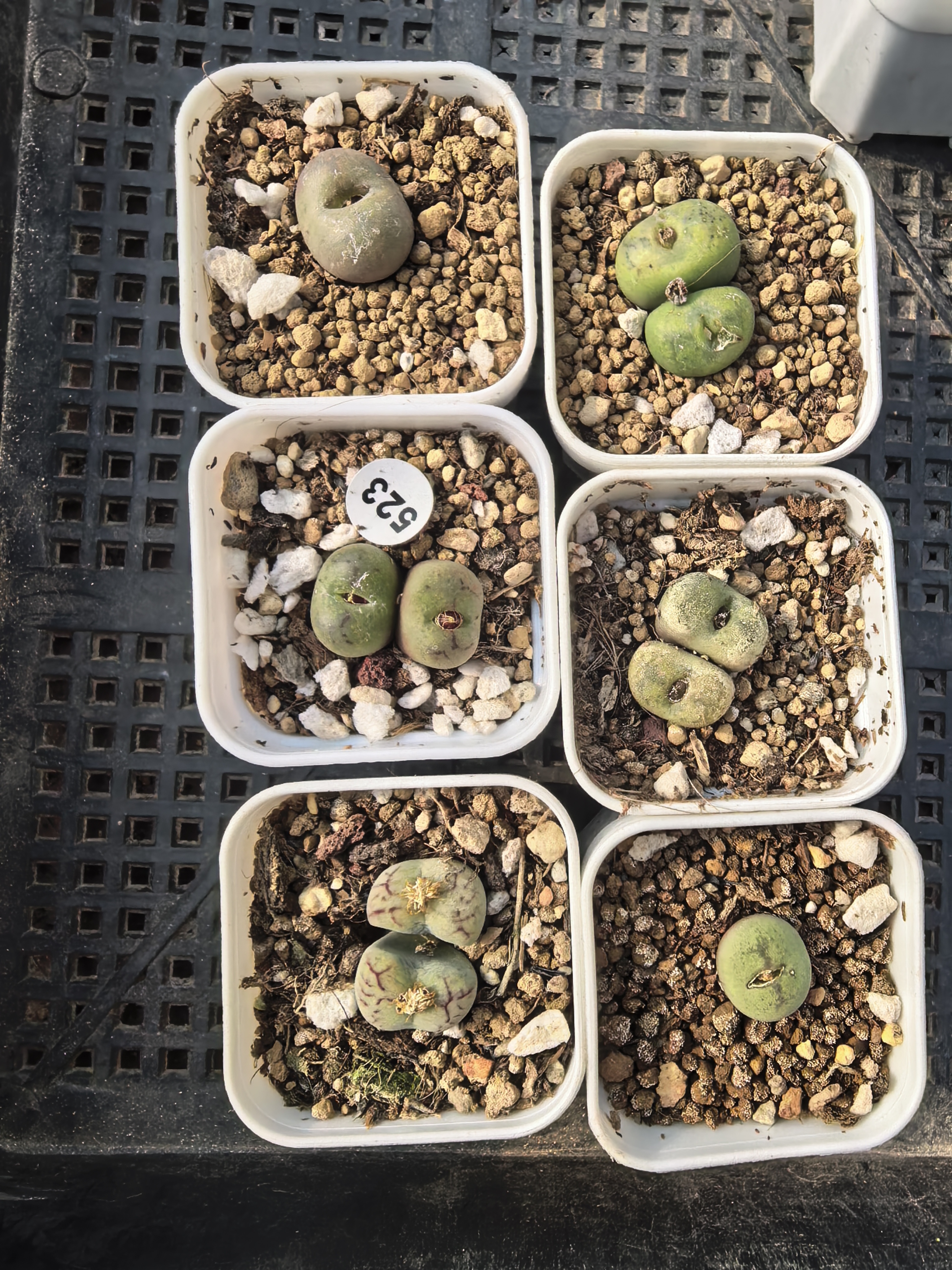 （零下拍保温箱）杂交6颗多肉