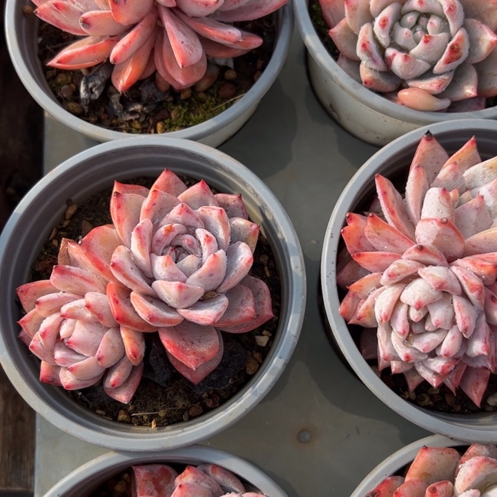 粉蓝鸟多肉植物1-2