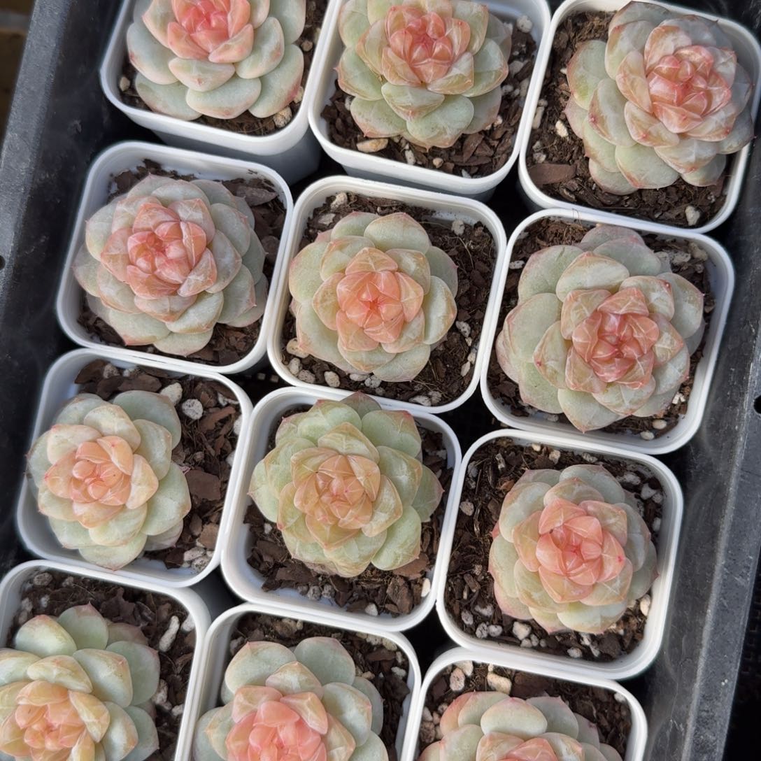 1126-011-零零珍妮一颗量拍