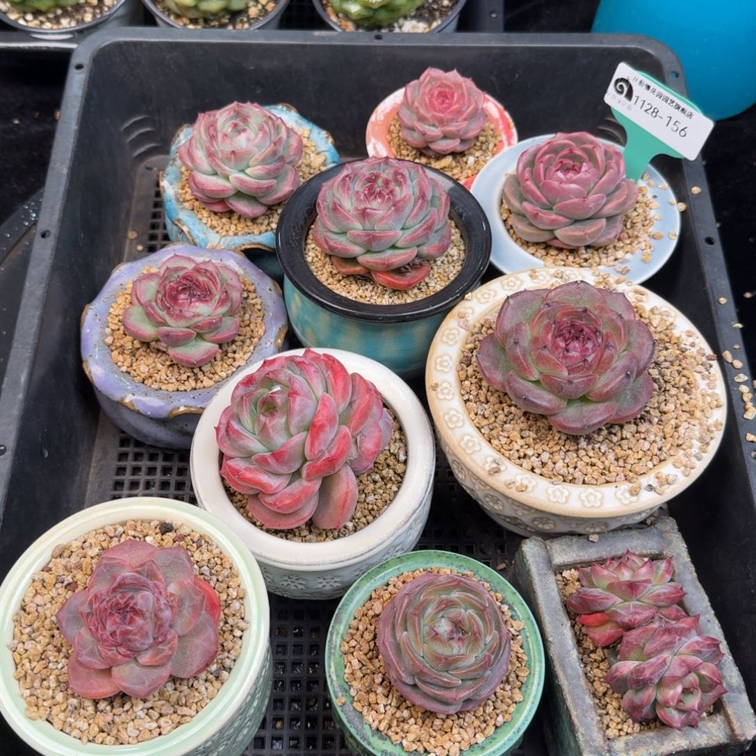 从前慢多肉精选编号1128.156