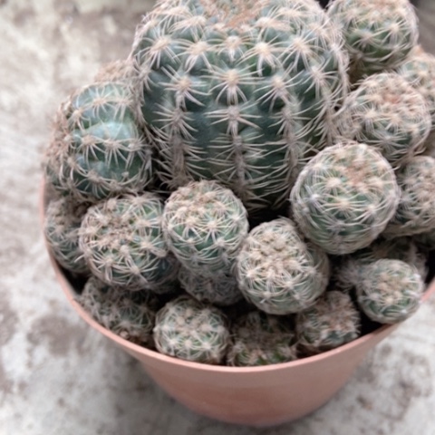 罗希望仙人球10米仙人球